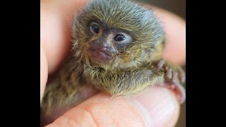 Mico the Mighty Marmoset [upl. by Nived]