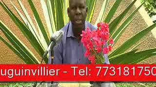 Sen wer gi yaram 595 Les vertus du bougainvillier [upl. by Luther]