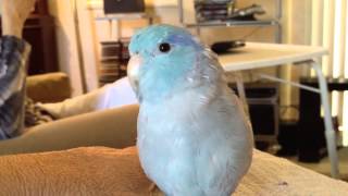 Parrotlet saying pretty boy and peek a boo [upl. by Domingo]