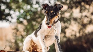 Tierheimhund Rudi freundet sich mit Katzen an [upl. by Savage]