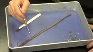 Earthworm Dissection [upl. by Schwing]