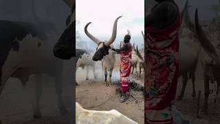 Big Horned Cattle From Africa shorts [upl. by Ahsiema]