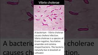 Vibrio cholerae  Quick Learn Micro  Microbiology Shorts [upl. by Nileuqaj]