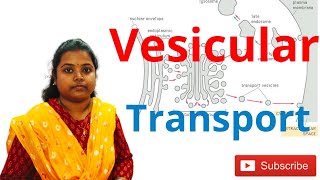 Vesicular Transport  Vesicular Traffcking [upl. by Estis]