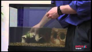 How to Set Up a Freshwater Aquarium Petco [upl. by Ykcin]