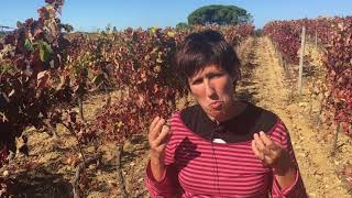 Baga wines amp Bairrada terroir with Maria Joao Pato Luis Pato Wines [upl. by Amaras]