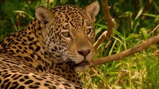 Jaguar Mating  Wild Brazil  BBC Earth [upl. by Ellen368]