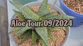 Aloe Colección Tour Update 092024 [upl. by Yortal]