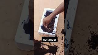 How to grow coriander seed at home [upl. by Llertnek967]