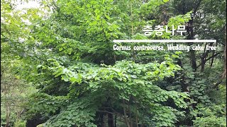 30초 식물도감층층나무 Cornus controversa [upl. by Irita215]