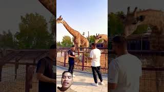 dubaiuae zoo Dubai [upl. by Aikal]