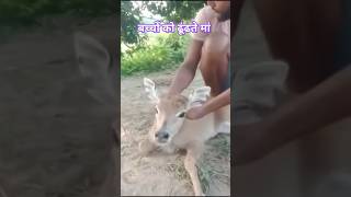 maa to maa hoti hai status nilgai kaisi hoti hai short video [upl. by Boyes57]