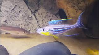 Benthochromis Tricoti Cichlid [upl. by Lalage]