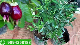 Cherry of rio grande from Amazon forest  Exotic fruit Plants Sales JK Nursery Nagercoil 9894256188 [upl. by Tracay]