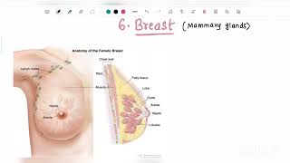 Female Reproductive System in Telugu Part2  External Genitalia Breasts and Accessory glands [upl. by Noleta975]