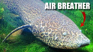 Lungfish Facts an AIRBREATHING Fish 🐟 Animal Fact Files [upl. by Haeli350]