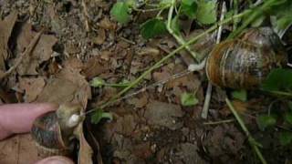 Snails Mating  Helix aspersa Reproduction [upl. by Nylsor467]