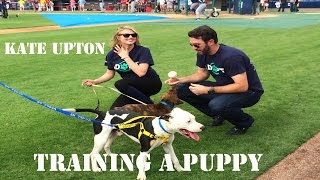 Dog Training RevolutionHow To Train A Dog Aggression Towards Strangers [upl. by Ahsienot495]