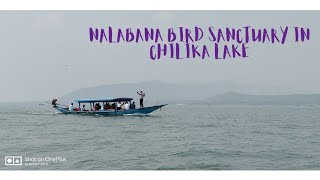 Nalabana Bird Sanctuary in Chilika lake [upl. by Kilah]