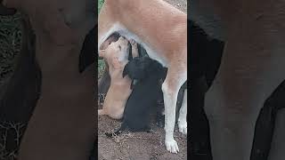 dogs videos Kukatpally videos Kothi Bava Ku Pellanta bommalu videos Chitti Chilakamma Amma kottindaV [upl. by Ikcir]