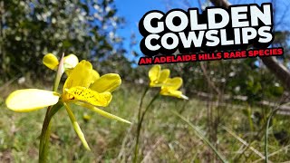 Golden Cowslip Orchids  An Adelaide Hills Rare Species [upl. by Rehposirhc]