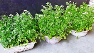 TOP 3 FASTEST Ways To Grow CorianderCilantro At Home [upl. by Sorel]