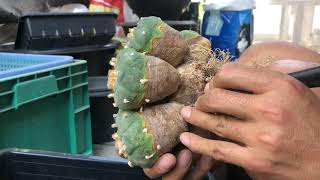 Cutting down cactus  Lophophora [upl. by Leora896]