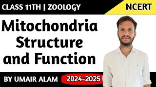 MitochondriaStructure and Function [upl. by Maddis]