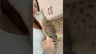 Big Savannah Cat Is The Biggest Love Bug cat catvideos shorts [upl. by Ecilahs]