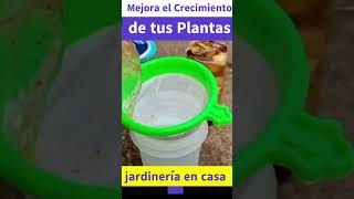 Fertilizante Casero con Cáscaras de Plátano Mejora el Crecimiento de tus Plantas [upl. by Bat461]