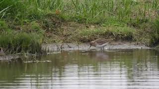 Temmincks Stint  Saltholme  19th May 2024 [upl. by Mandie960]