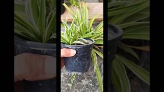 Spider plant care nasa terracekitchengarden plants air shorts kitchengardening [upl. by Ahsemed]