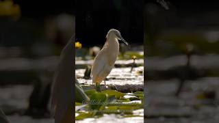 Squacco Heron Ardeola ralloides birds bird nature [upl. by Liuqnoj]