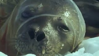 Cute Baby Seal Takes Its First Breath  David Attenborough  BBC Earth [upl. by Okechuku]