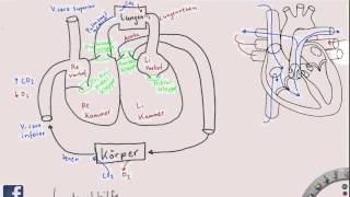 Überblick über das HerzKreislaufSystem [upl. by Cordell673]