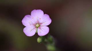 Brilliant Flower Blooming Timelapse [upl. by Bates]