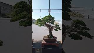 BONSAI CEMARA SINENSIS [upl. by Aisor]