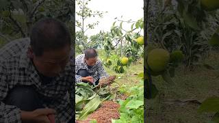 Harvesting sorghum process farming [upl. by Toomin167]