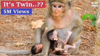 Breaking Heart Need Urgent Help Abandoned Baby Calvin Very WeakCasi Reject Milk Baby Monkey Calvin [upl. by Sutniuq663]