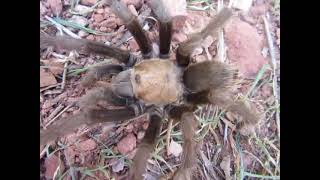 This tarantula seems to be stressed 😫 It has lost hair on its abdomen [upl. by Ateerys]