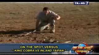 Ular King Cobra Vs Inland Taipan  On The Spot [upl. by Fairman]