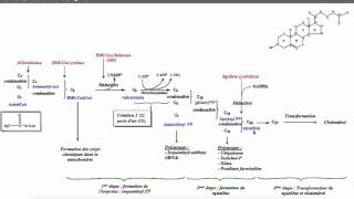 Anabolisme du cholestérol [upl. by Honoria330]