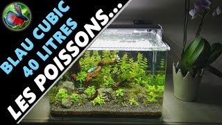 AQUARIUM BLAU CUBIC 4 INTRODUCTION POISSONS Aquariophilie by Aquazen [upl. by Amend483]