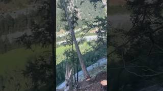 🫣🫣HILLSIDE TREE REMOVAL 😅 [upl. by Shear]