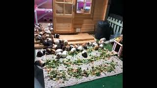 vegetable time for the 74 guineapigs in our sanctuary like and subscribe for more content [upl. by Gnek]