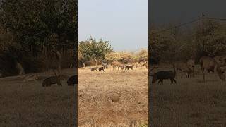 Nilgai With Deer Peacock And Wild Boar nilgai deer peacock wildboar shorts viral [upl. by Smart]