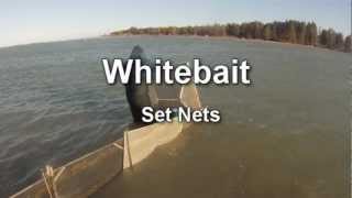 Whitebaiting Set Box Nets Waimakariri Riverwmv [upl. by Ruyam]