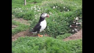 Puffins Skomer [upl. by Ber709]