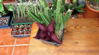 My Stapelia hirsuta Succulent plant from bud to Bloom with AMAZING Fly amp Larvae footage [upl. by Garihc]