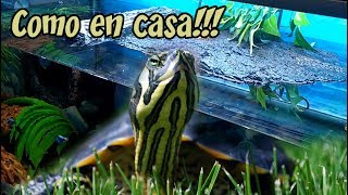 Hábitat de las tortugas de agua [upl. by Nawyt]